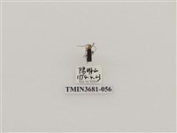 藏品(鞘翅目(1))的圖片